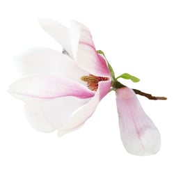 Magnolienblüte auf Weiss