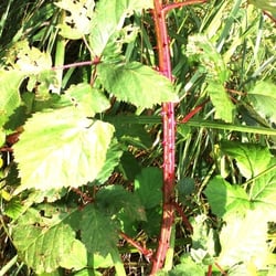 Natur 2012 Bäume Pflanzen