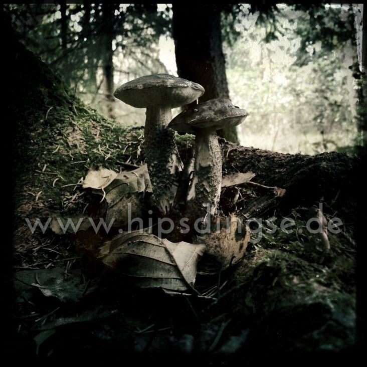 Herbst – Pilze am Wegesrand