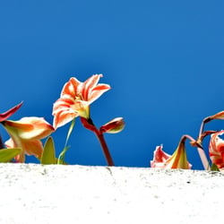 Mauerblümchen