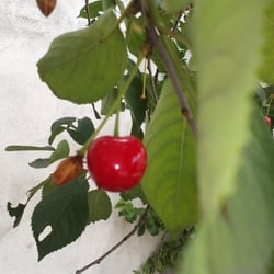 Kirschbaum 11