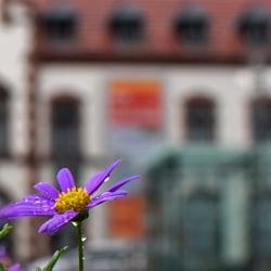 Blumen vor dem Kunstmuseum in Mülheim