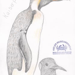 usk-kiel-zoologisches-Museum-Kaiserpinguin-102018.png