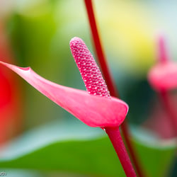 Blumenbild (53 von 60)