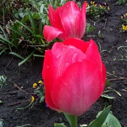 Flowers 06