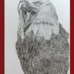 Weißkopfseeadler