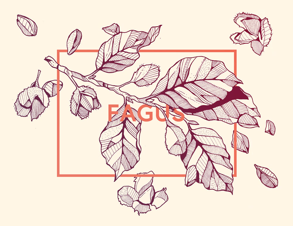 Fagus – Buche