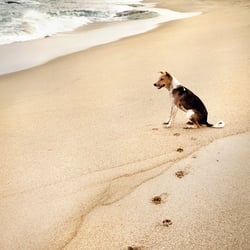 Straßenhund auf Sri Lanka