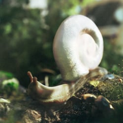 3d snail character rigging, animation, environement modelling