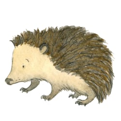 Igel