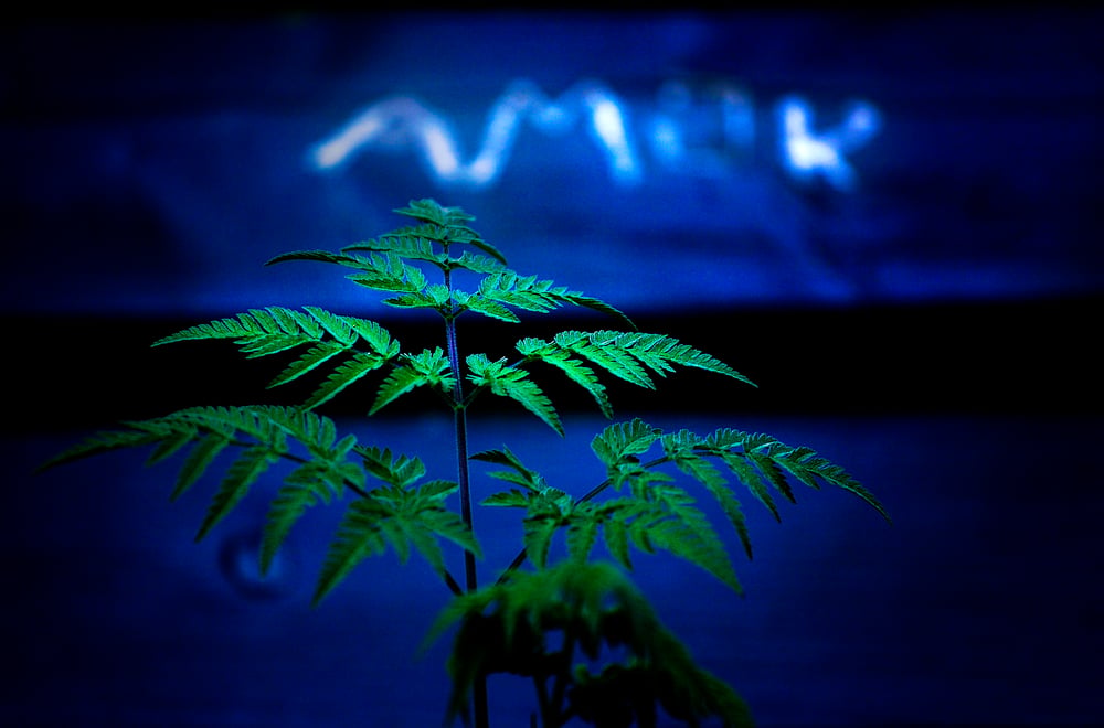 Amok