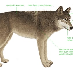 Fellzeichnung Wolf