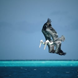 12-pelican-pair