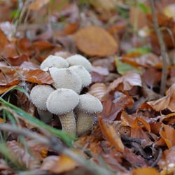 Pilze 7 Ulrich Dehler