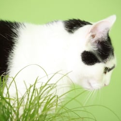 Bastet the Cat 2012 Teil 02