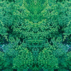 Symétrie