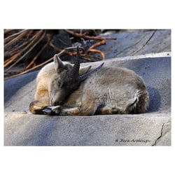 Bergziege