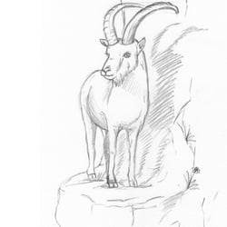Steinbock