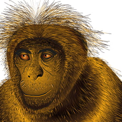 Bigfoot
