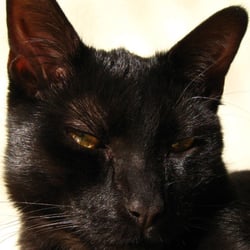 LOKI DER SONNENANBETER | COBURG | AUSTRALIEN