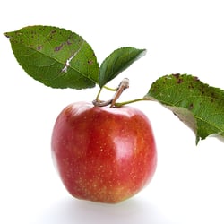 Apfel