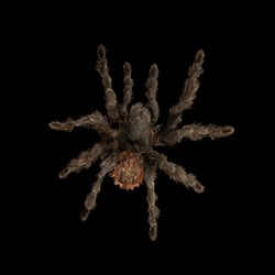 Theraphosidae