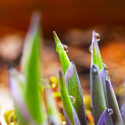 Morning dew