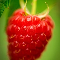 Framboises 055
