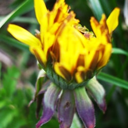 Natur – Makrofotografie