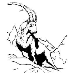 steinbock