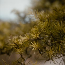 Natur 2 – Taoismus – Die Philosophie – Ganzheitliche Kampfkunst – Gröbenzell & Eichenau