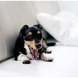 Animalstar.de