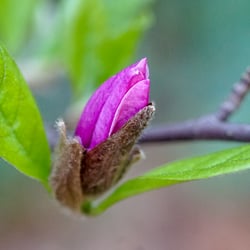 Magnolienknospe