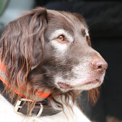 kleiner Münsterländer