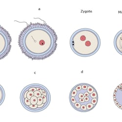 Bio-Medizin-Illustrationen