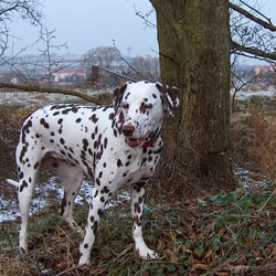 Bild 017