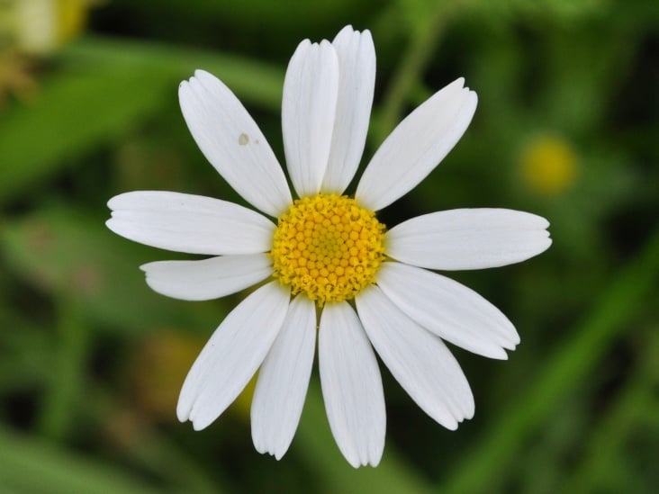 Bloom