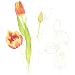 Studie