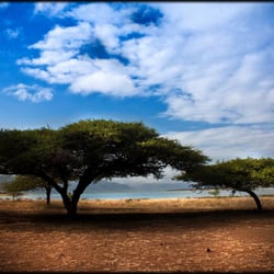 Acacias