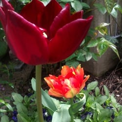Flowers 17