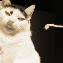 Bastet the Cat 2012 No. 05