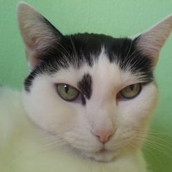 Angry Bastet?