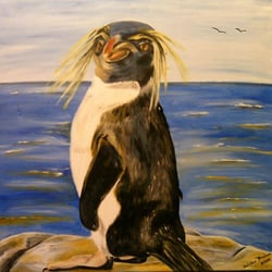 Felsenpinguin