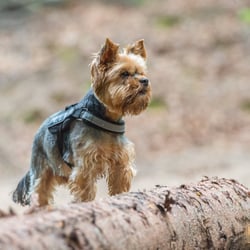Tiere