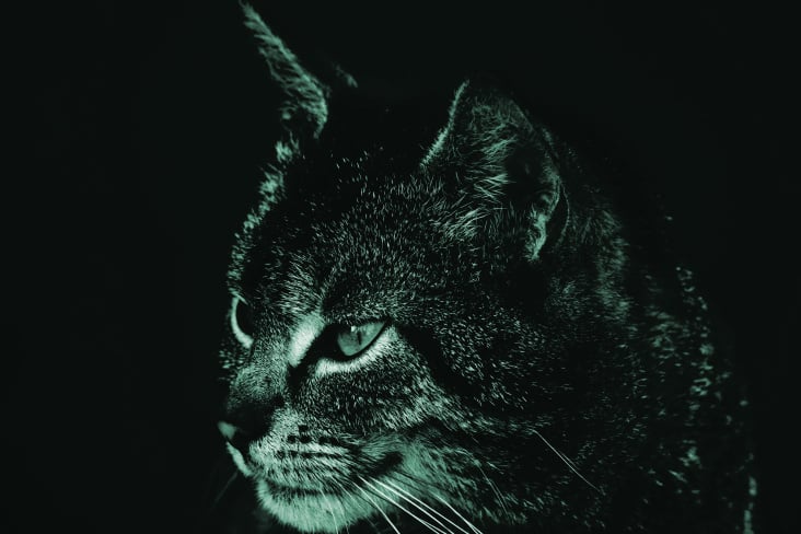 Cats Photography 2012 No. 02