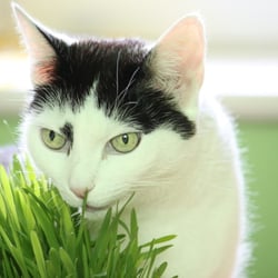 Bastet the Cat 2012 Teil 04
