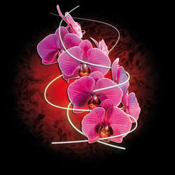 Orchideen