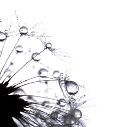 Pusteblume 3