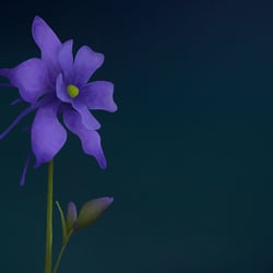 Akelei