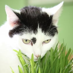 Bastet the Cat 2012 Teil 04